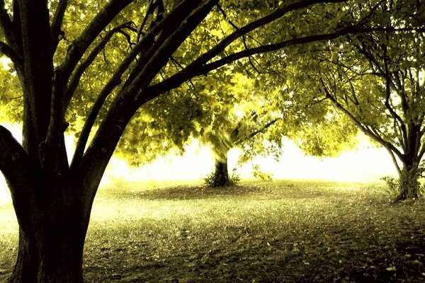 Autumn forest, trees in the sun