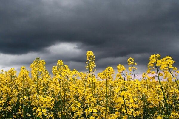 Gelbe Blumen auf dem Hintergrund von grauen Wolken