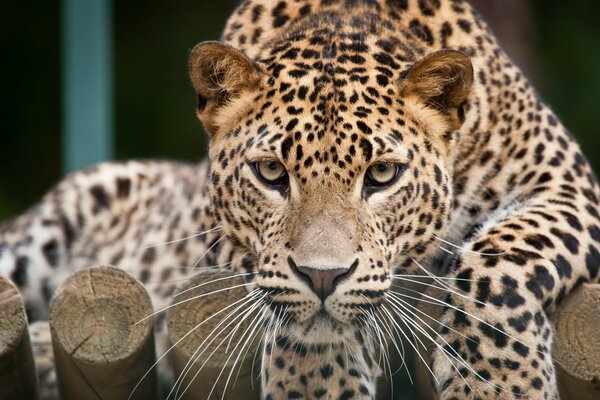 Ein Leopard, der auf Baumstämmen liegt