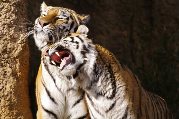 Animal tigre mañana caricias