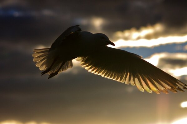 Silhouette d oiseau dans le processus de vol