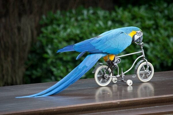 Il pappagallo blu cavalca un quattro ruote