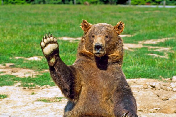 Brown bear sends greetings