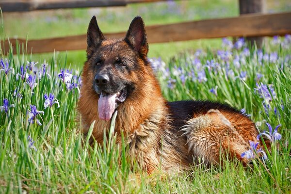 Berger allemand se trouve dans l herbe avec des fleurs