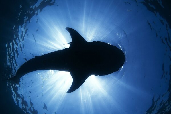 Fish swimming in the ocean photo from the bottom