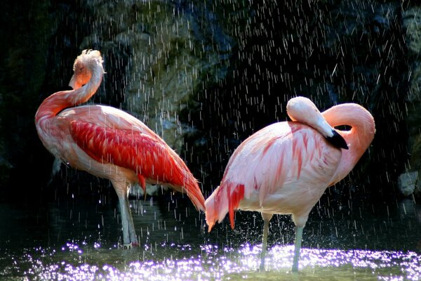 Rosa Flamingos baden im Regen