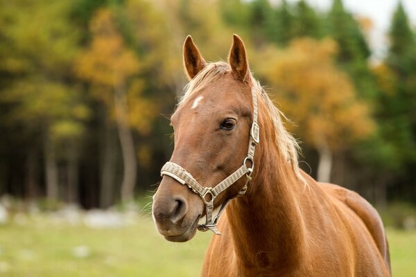 Photo d un cheval près de la forêt