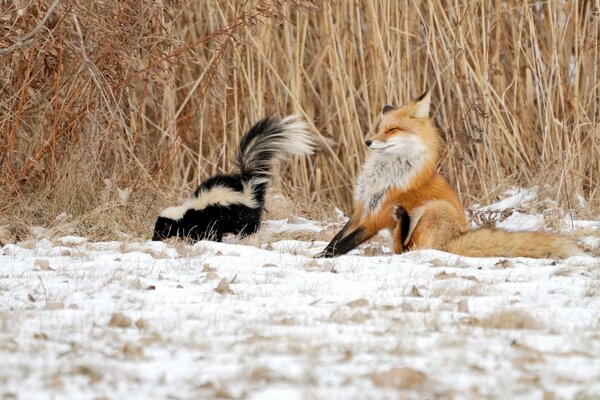 Fuchs mit Stinktier Wintersituation im Schilf