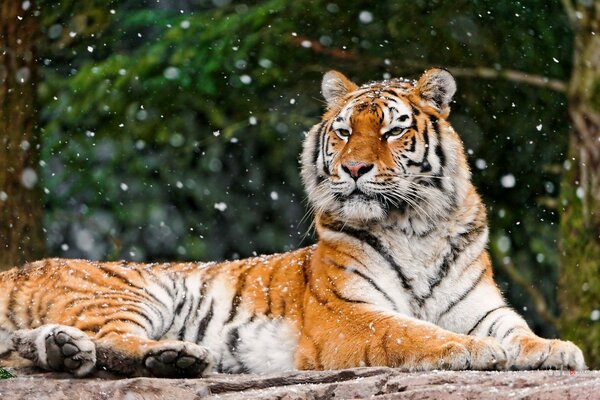 Tigre de luxe se trouve sur fond de nature