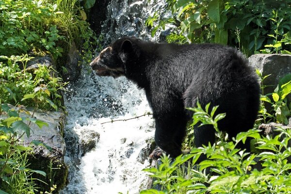 Ein Bär steht im Gras vor dem Hintergrund eines Wasserfalls