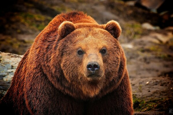 Der Braunbär schaut uns an