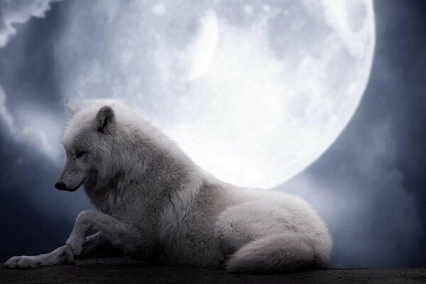 Lobo blanco bajo la Luna yace por la noche y espera a su amigo