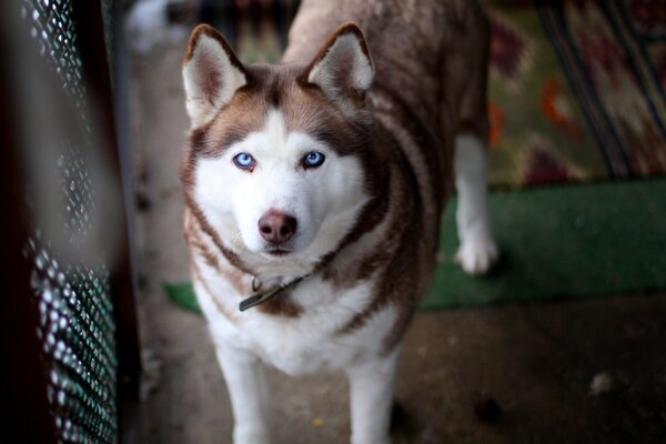 Der hingebungsvolle Blick eines blauäugigen Hundes