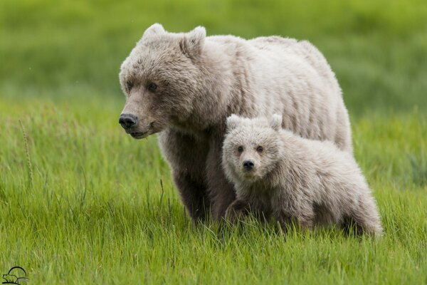 Ours fond herbe beauté