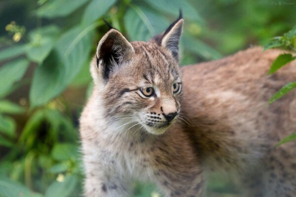 Der Luchs ist eine Wildkatze, die nach etwas aus dem Essen sucht