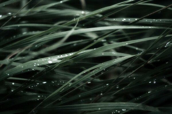 Macro photo of dark green grass with dew drops