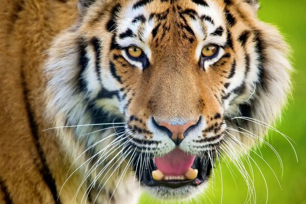 Tigre en la naturaleza con la boca abierta