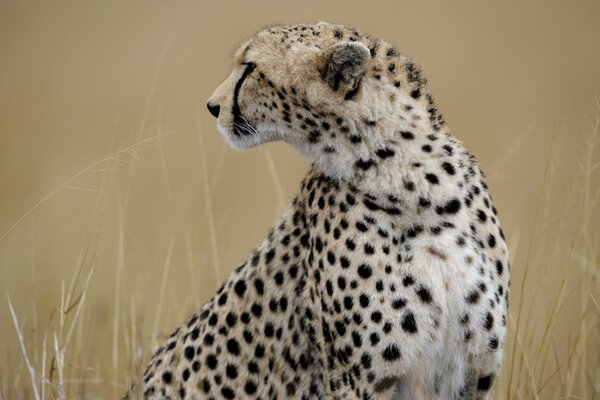 Guépard assis au milieu d un champ