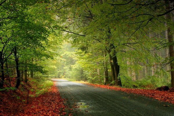 Straße im Herbstwald mit grünen Bäumen