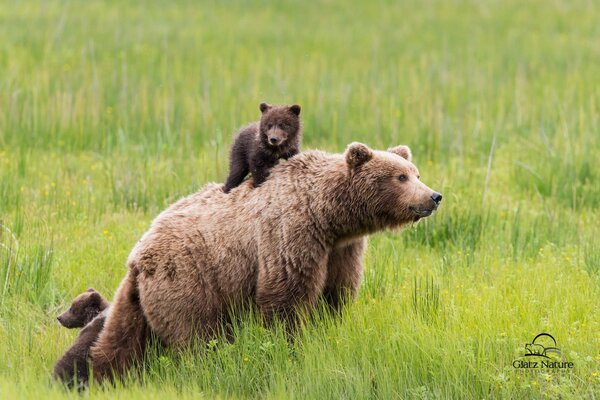 The bear and the children went out to play and look for food