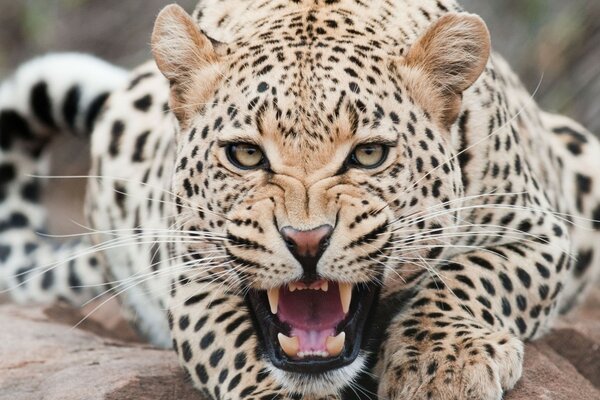 Wunderschöne Leopard Nahaufnahme