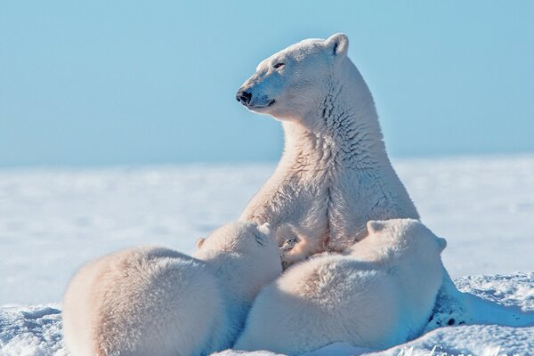 Bilder von einem Eisbären mit zwei Bären