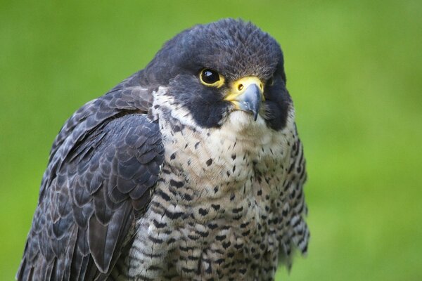 A brooding falcon waiting for a victim