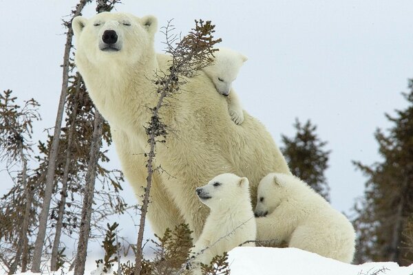 Mom polar bear with little cubs