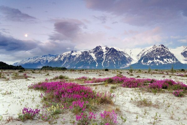 Schöne rosa Blumen auf dem Hintergrund der Berge