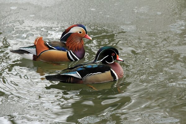 Canards mandarins sur un lac gelé