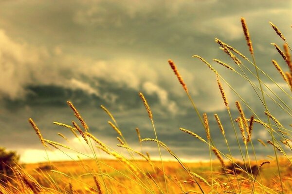 Yellow colossus in a huge field