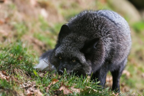 Fox light is not the usual black-brown, he finds something and eats