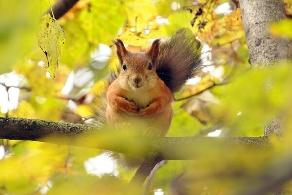 Squirrel smiles sitting on a branch behind the foliage