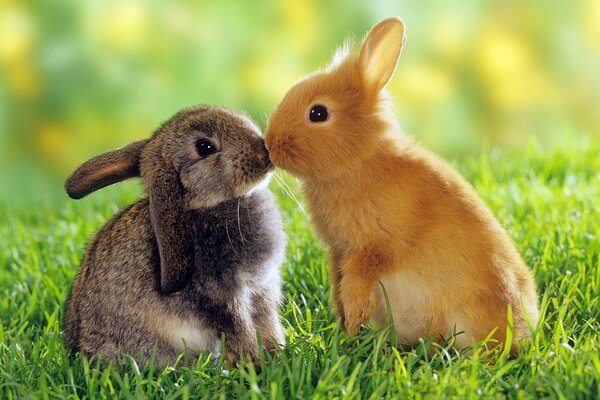 Zwei Kaninchen trafen sich im Gras