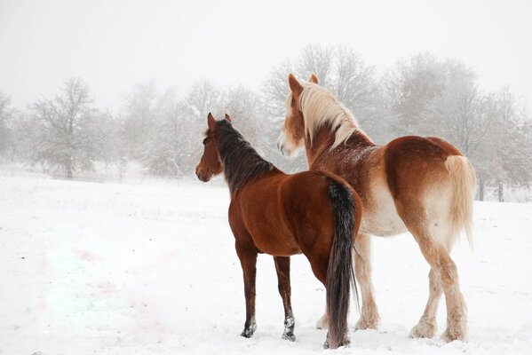 Due cavalli aggraziati sulla neve