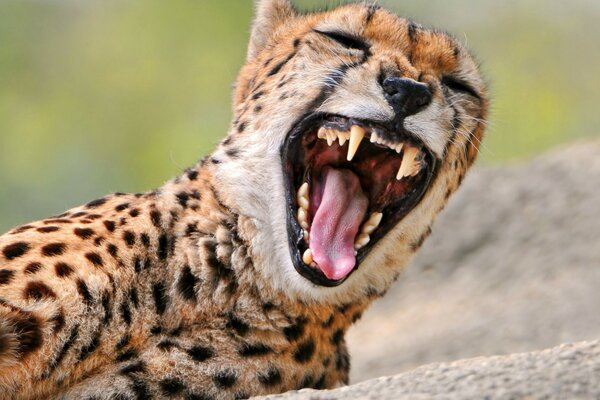 Ein toothy Gepard gibt ein Brüllen aus