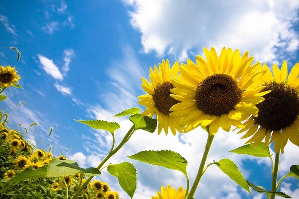 Field of bright sunflowers, white clouds