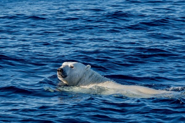 Oso polar flotando en el océano