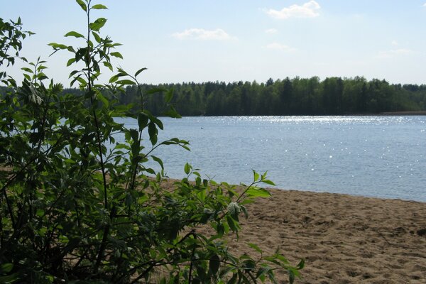 Cespuglio vicino al lago sulla sabbia sullo sfondo della foresta