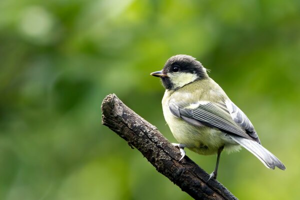 A tit stands on a branch on a green background