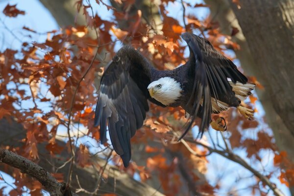 A bird of prey on the background of an autumn tree