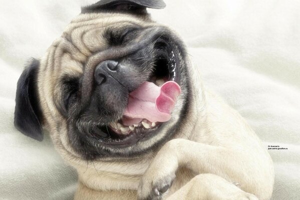 Funny pug smiles in his sleep