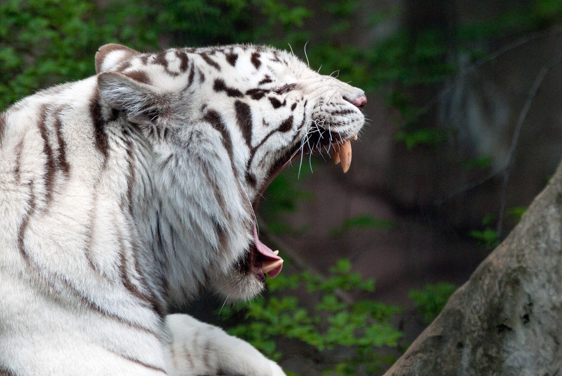 tigre boca colmillos gato salvaje bostezos