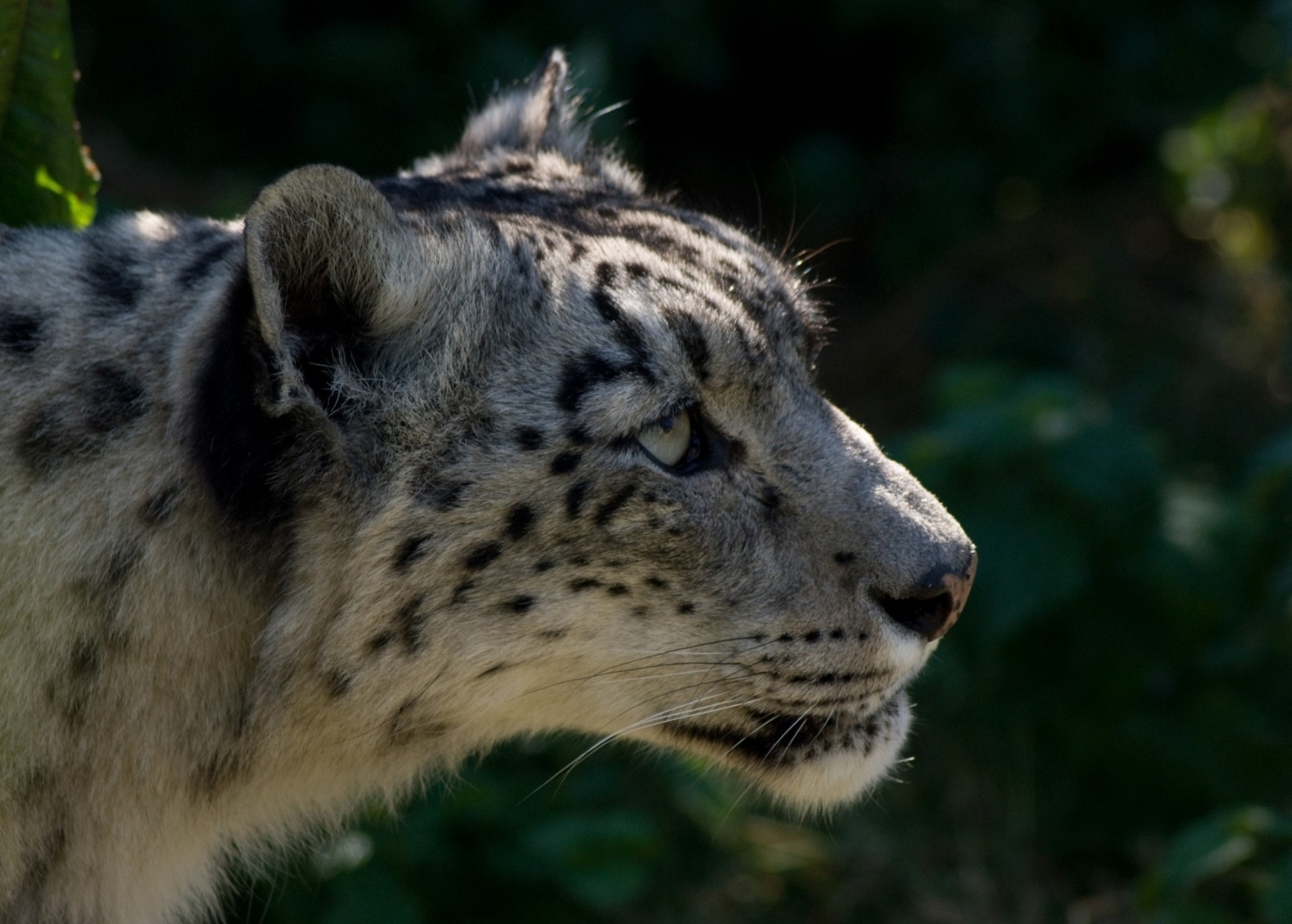 gatto selvatico bestia denti leopardo