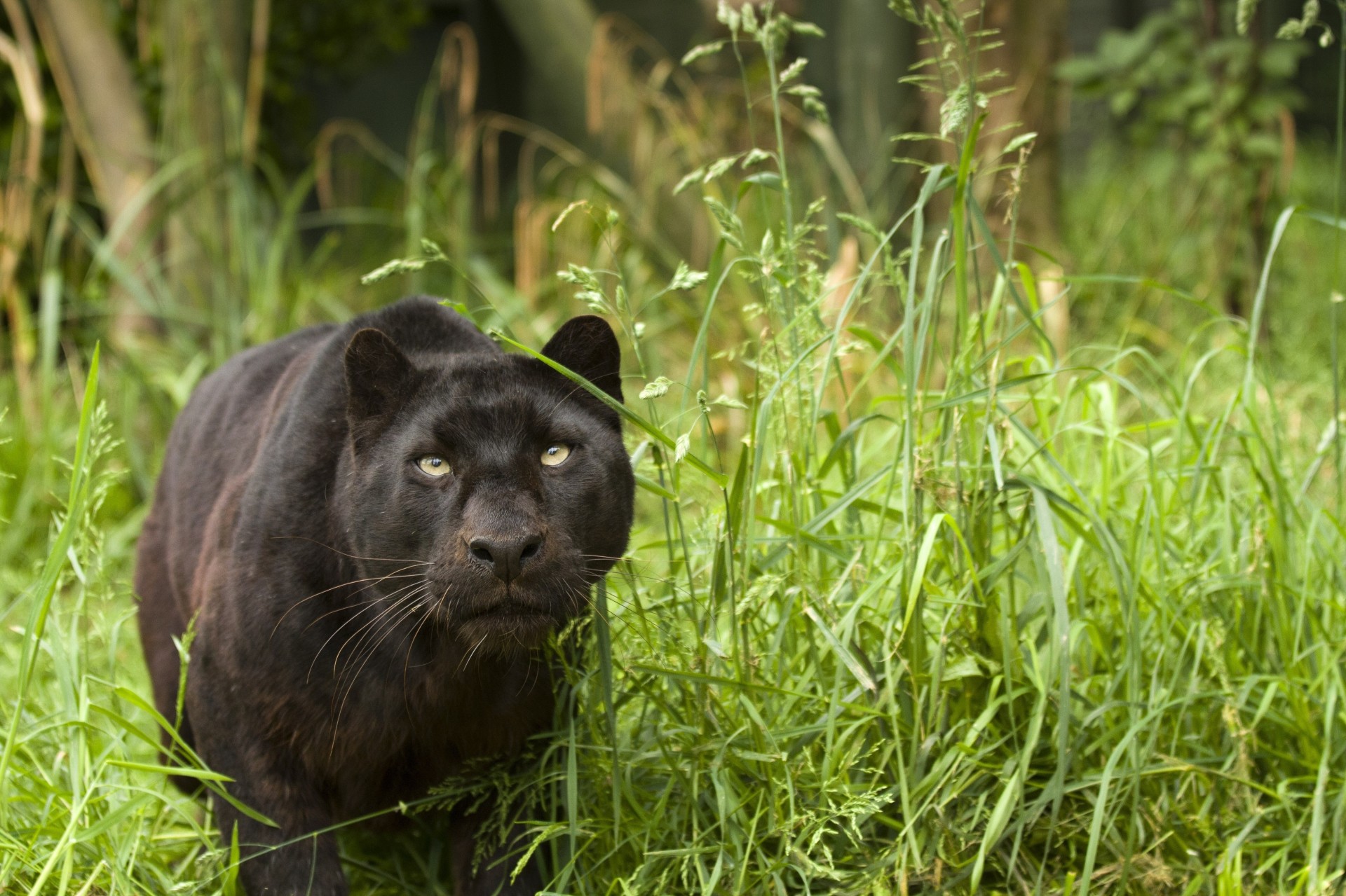 wild cat panther leopard