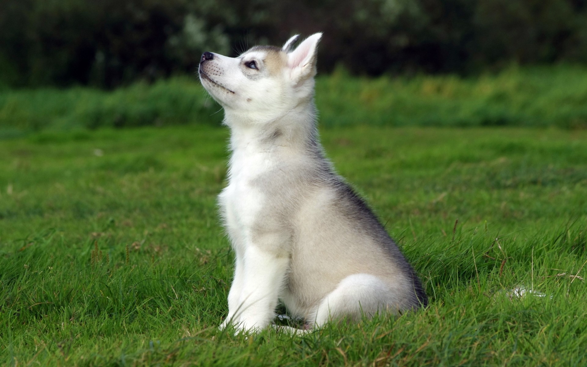 chiot enfant husky vue