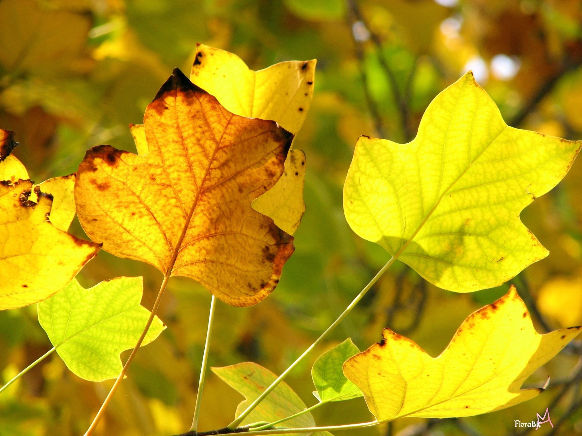 automne jaune feuilles jaunes premier plan