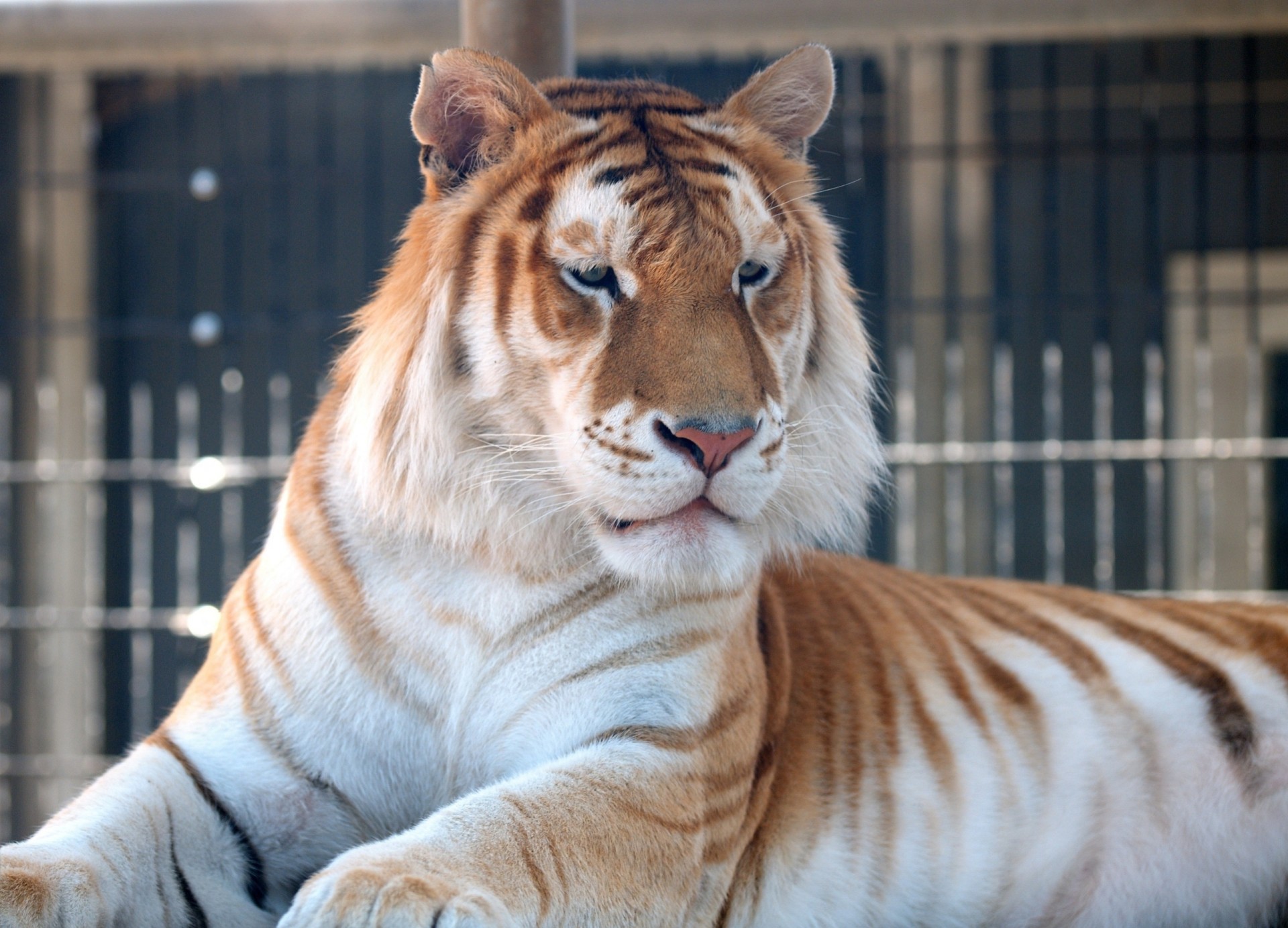 tigre d oro gatto selvatico tigre