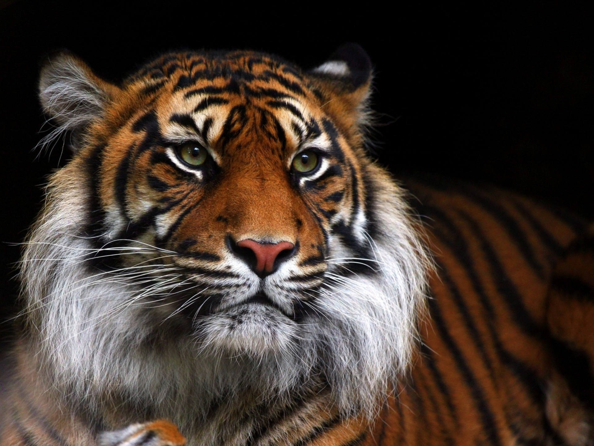 fondo oscuro gato salvaje dientes tigre