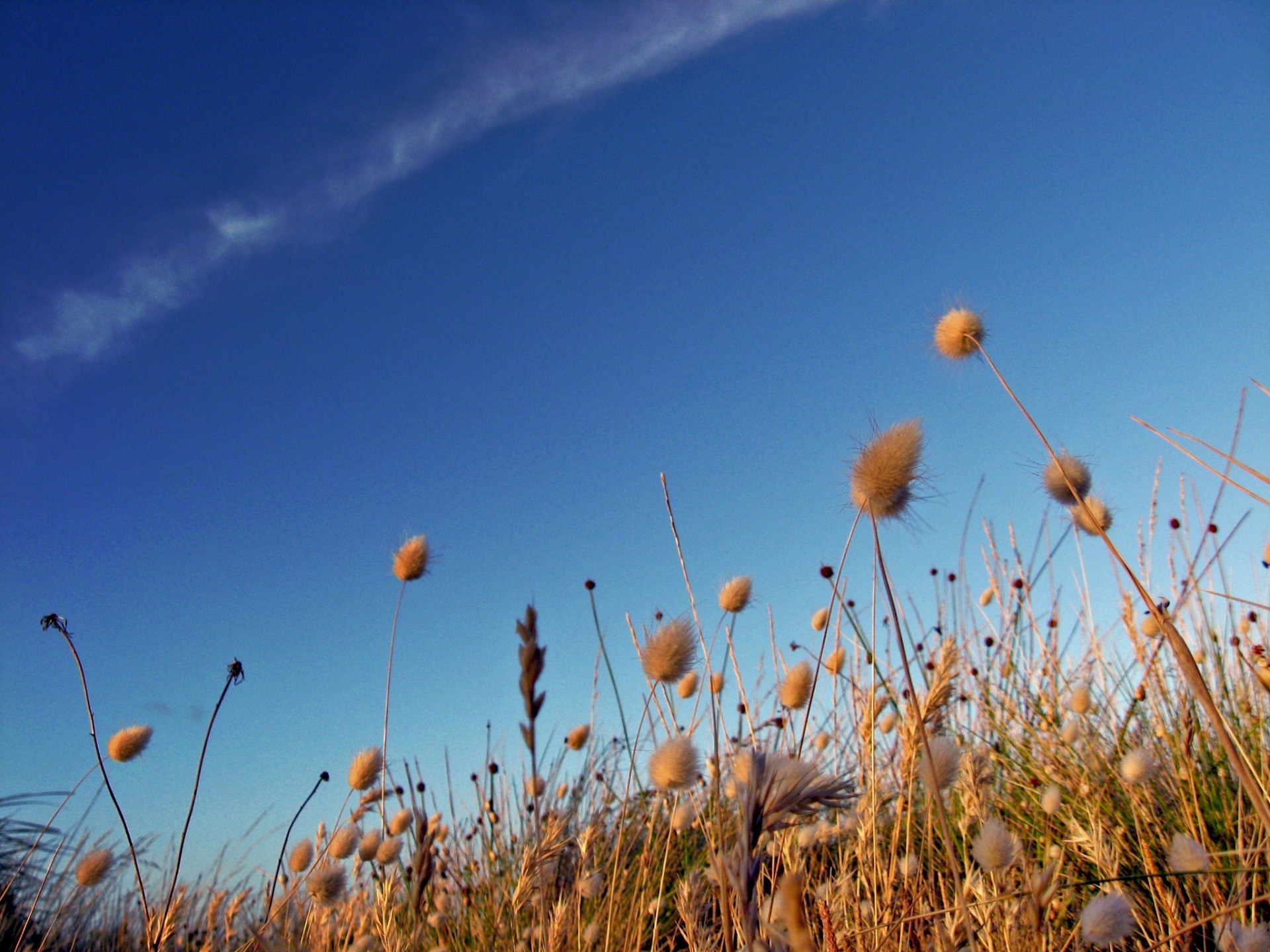 himmel feld leben